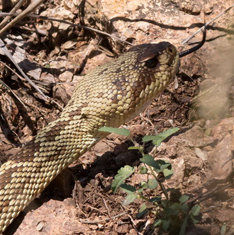 Black-tailed Rattlesnake Crotalus molossus