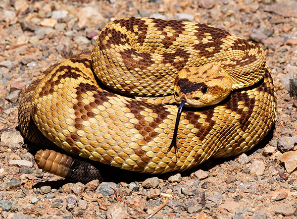 Black-tailed Rattlesnake Crotalus molossus