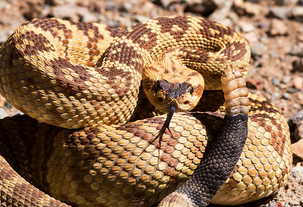 Black-tailed Rattlesnake Crotalus molossus