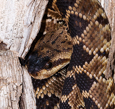 Black-tailed Rattlesnake Crotalus molossus