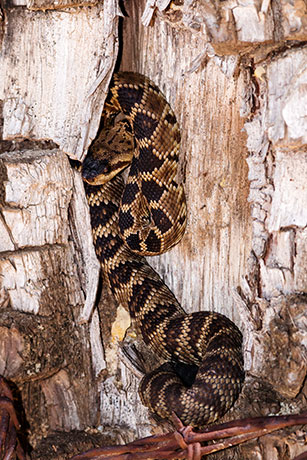 Black-tailed Rattlesnake Crotalus molossus