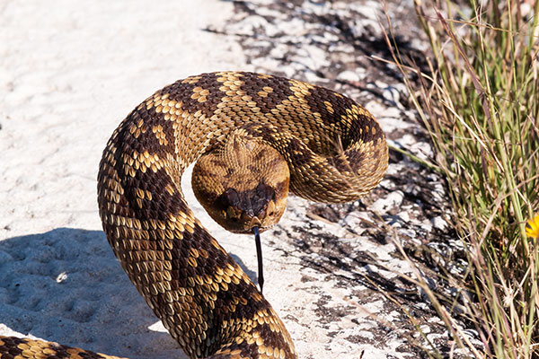 Black-tailed Rattlesnake Crotalus molossus