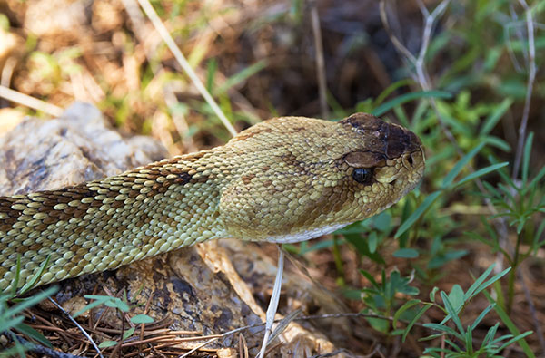 Black-tailed Rattlesnake Crotalus molossus