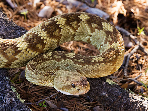 Black-tailed Rattlesnake Crotalus molossus