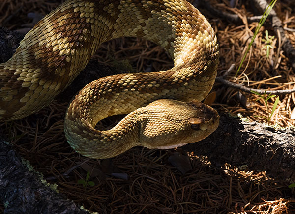 Black-tailed Rattlesnake Crotalus molossus
