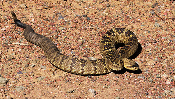 Black-tailed Rattlesnake Crotalus molossus
