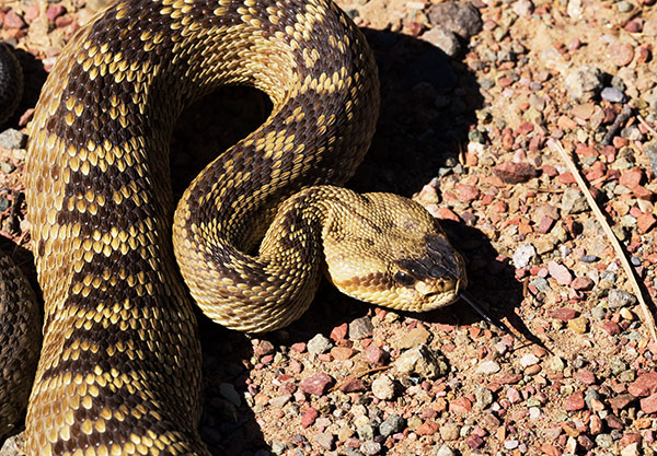 Black-tailed Rattlesnake Crotalus molossus