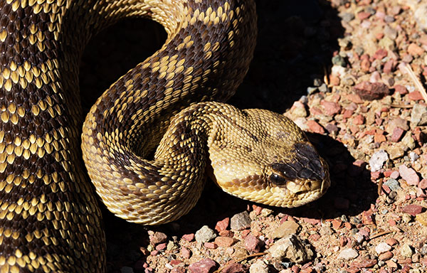 Black-tailed Rattlesnake Crotalus molossus