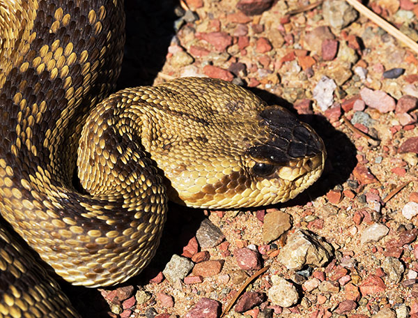 Black-tailed Rattlesnake Crotalus molossus