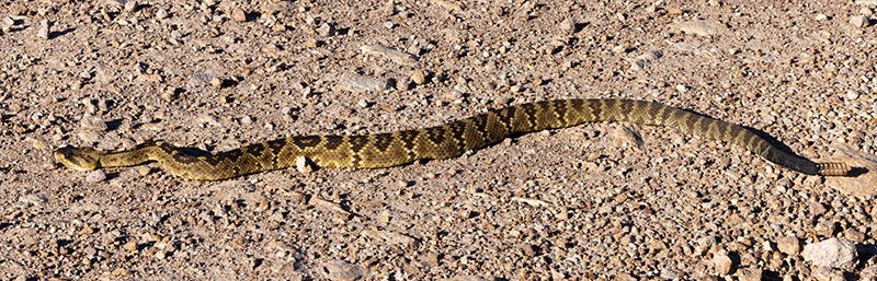 Black-tailed Rattlesnake Crotalus molossus
