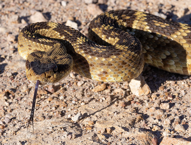 Black-tailed Rattlesnake Crotalus molossus
