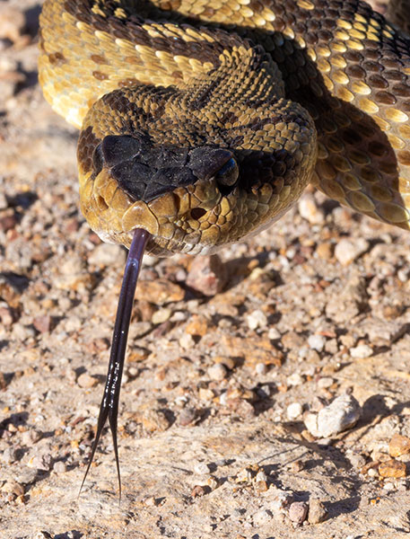 Black-tailed Rattlesnake Crotalus molossus