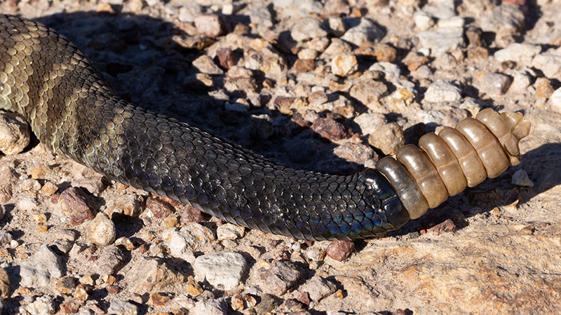 Black-tailed Rattlesnake Crotalus molossus