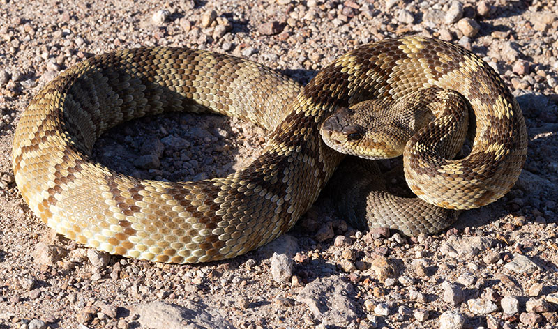 Black-tailed Rattlesnake Crotalus molossus