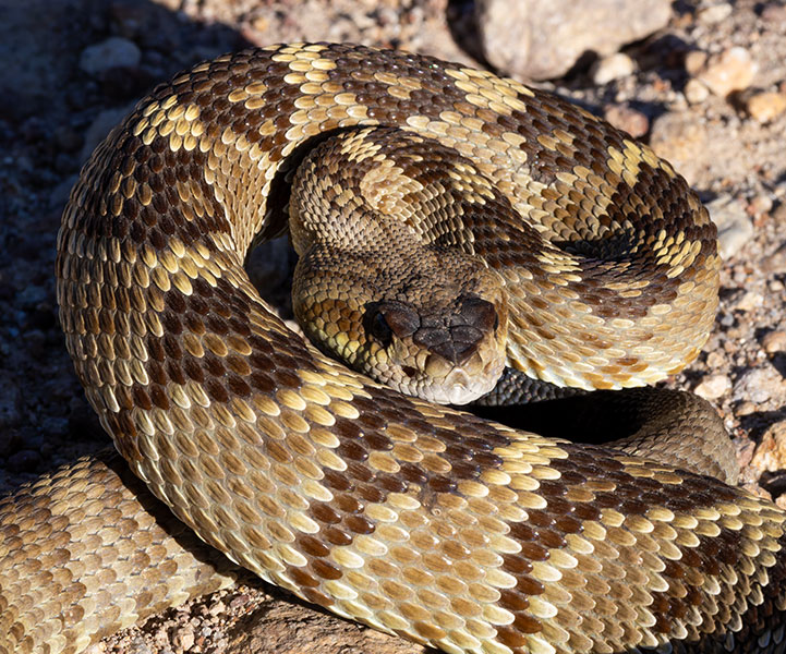 Black-tailed Rattlesnake Crotalus molossus