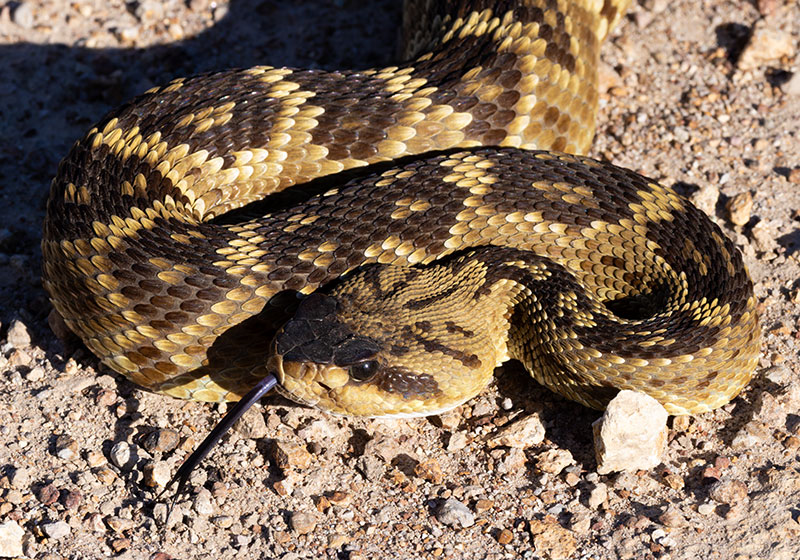 Black-tailed Rattlesnake Crotalus molossus