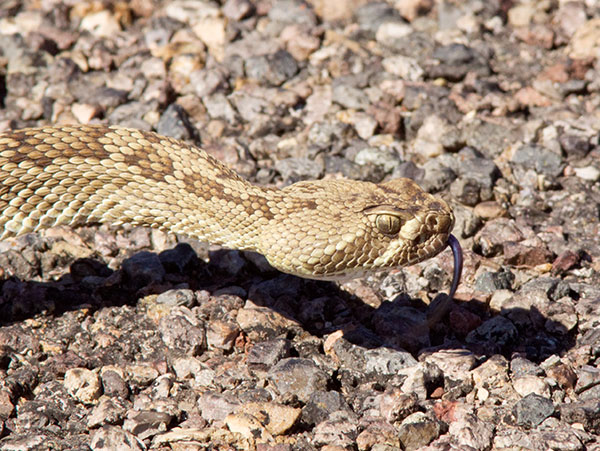 Mohave Rattlesnake Crotalus scutulatus Mojave Rattlesnake 