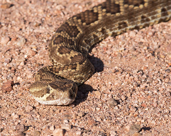 Mohave Rattlesnake Crotalus scutulatus Mojave Rattlesnake 