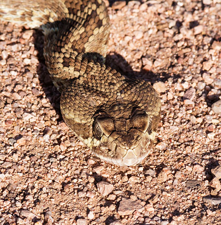 Mohave Rattlesnake Crotalus scutulatus Mojave Rattlesnake 