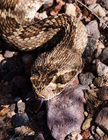 Mohave Rattlesnake Crotalus scutulatus Mojave Rattlesnake 