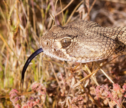 Mohave Rattlesnake Crotalus scutulatus Mojave Rattlesnake 