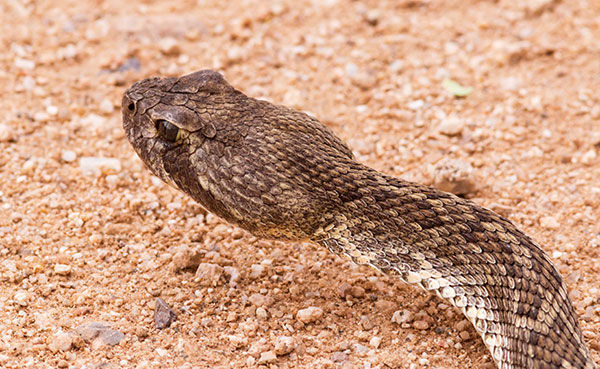 Mohave Rattlesnake Crotalus scutulatus Mojave Rattlesnake 
