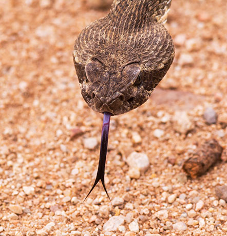 Mohave Rattlesnake Crotalus scutulatus Mojave Rattlesnake 