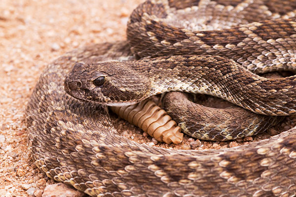 Mohave Rattlesnake Crotalus scutulatus Mojave Rattlesnake 