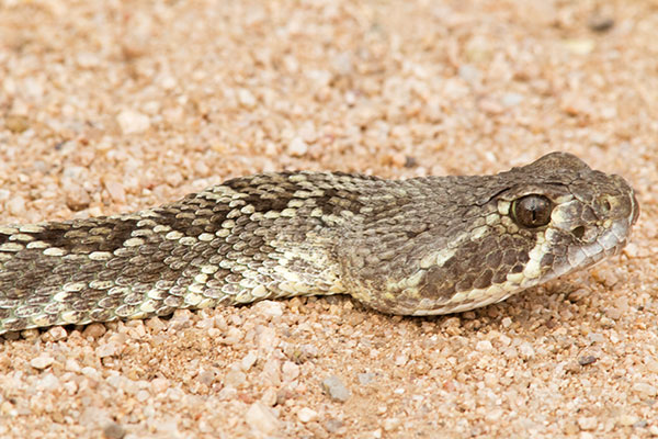 Mohave Rattlesnake Crotalus scutulatus Mojave Rattlesnake 