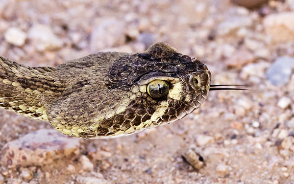 Mohave Rattlesnake Crotalus scutulatus Mojave Rattlesnake 