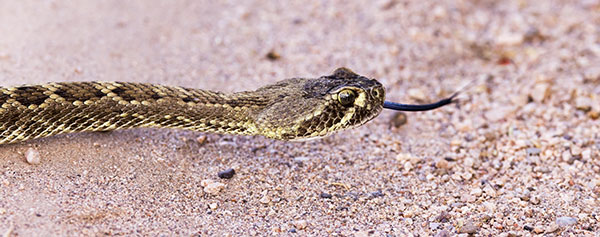 Mohave Rattlesnake Crotalus scutulatus Mojave Rattlesnake 