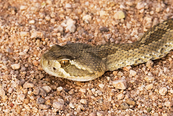 Mohave Rattlesnake Crotalus scutulatus Mojave Rattlesnake 