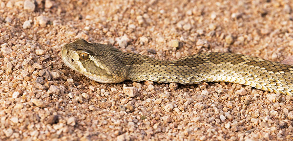 Mohave Rattlesnake Crotalus scutulatus Mojave Rattlesnake 
