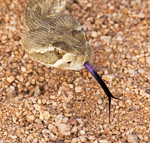Mohave Rattlesnake Crotalus scutulatus Mojave Rattlesnake 