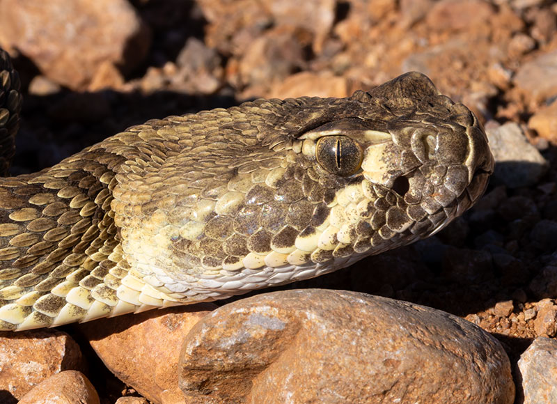 Mohave Rattlesnake Crotalus scutulatus Mojave Rattlesnake 