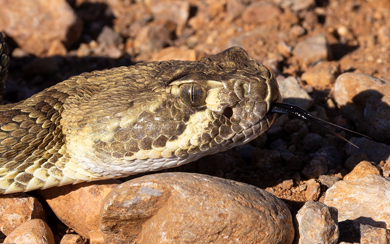 Mohave Rattlesnake Crotalus scutulatus Mojave Rattlesnake 