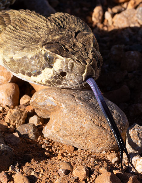 Mohave Rattlesnake Crotalus scutulatus Mojave Rattlesnake 