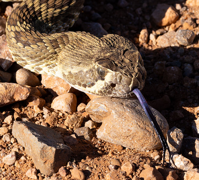 Mohave Rattlesnake Crotalus scutulatus Mojave Rattlesnake 
