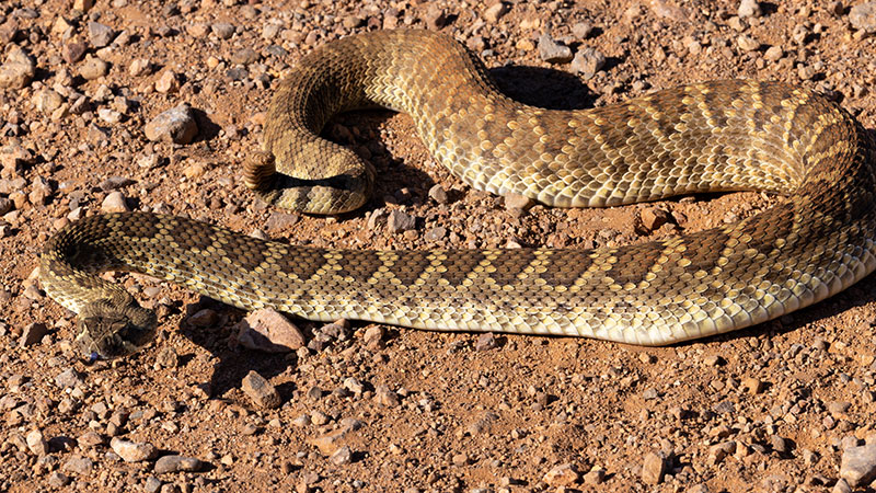 Mohave Rattlesnake Crotalus scutulatus Mojave Rattlesnake 