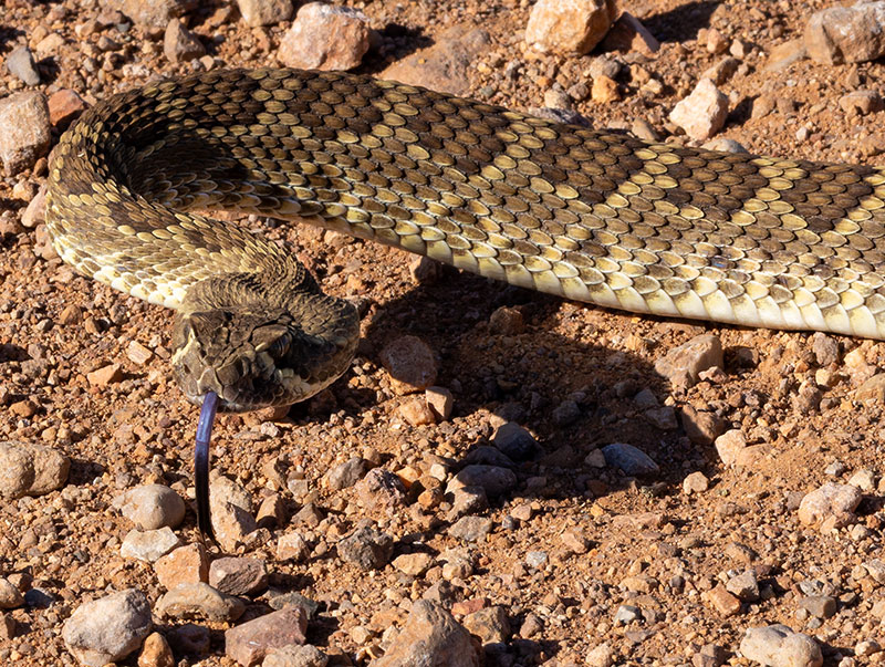 Mohave Rattlesnake Crotalus scutulatus Mojave Rattlesnake 