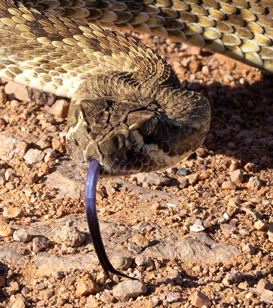 Mohave Rattlesnake Crotalus scutulatus Mojave Rattlesnake 