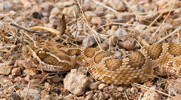 Prairie Rattlesnake Crotalus viridis 
