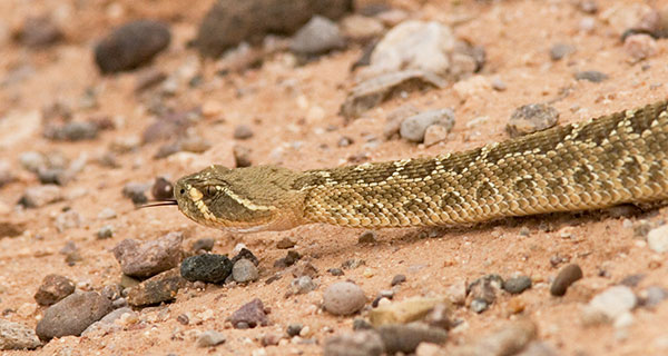 Prairie Rattlesnake Crotalus viridis 