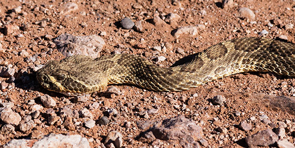 Prairie Rattlesnake Crotalus viridis 