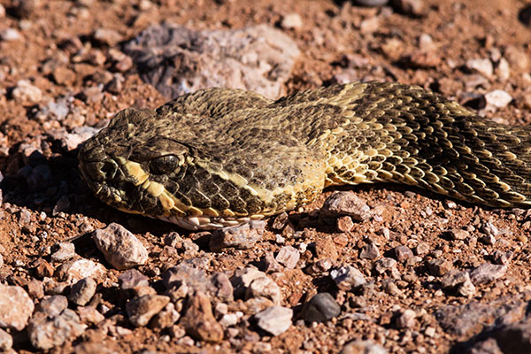 Prairie Rattlesnake Crotalus viridis 