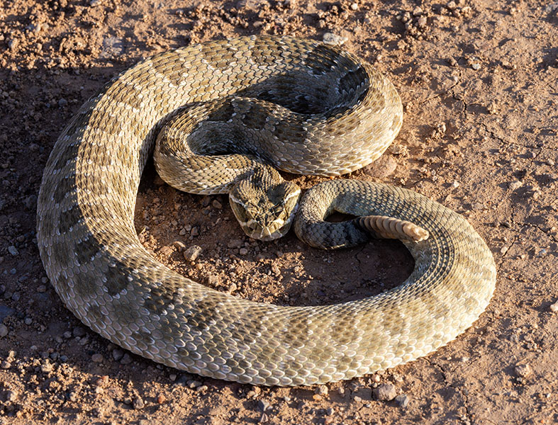 Prairie Rattlesnake Crotalus viridis