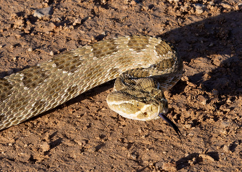 Prairie Rattlesnake Crotalus viridis 