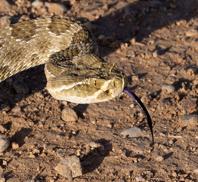 Prairie Rattlesnake Crotalus viridis 