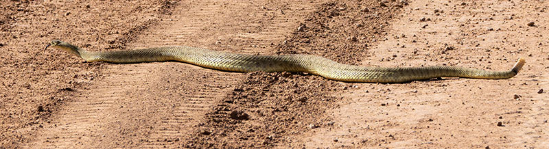 Prairie Rattlesnake Crotalus viridis
