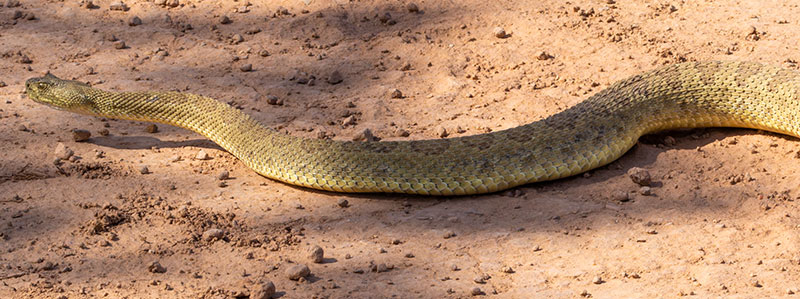 Prairie Rattlesnake Crotalus viridis
